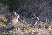 konijn (Oryctolagus cuniculus) 4-2017 9583
